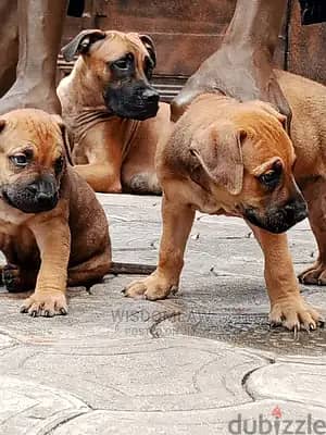 1-3 months Female Purebred Boerboel