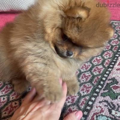 Adorable Teacup Pomeranian puppies