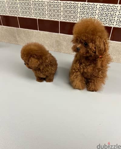 Poodle puppy for sale