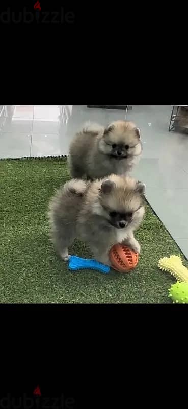 Pomeranian puppy imported pure breed Dog Delivery كلاب كلب