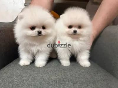 TEACUP Pomeranian white puppy DELIVERY Dog كلاب