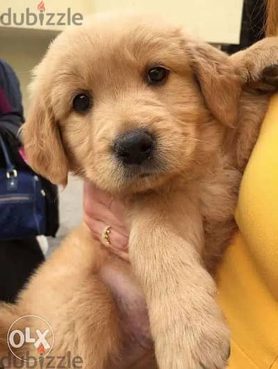 Puppy Golden Retriever available! /