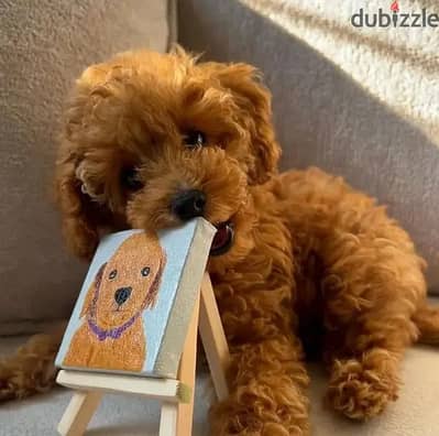 Red brown Toy Poodle puppy SMALL imported pure breed Delivery كلاب