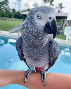 African grey parrot available. Whatsapp +97455796963 0