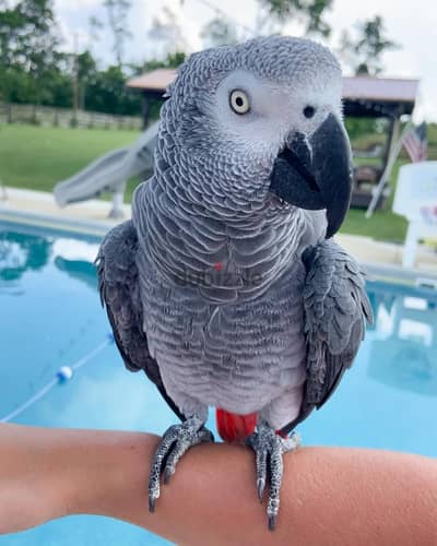 African grey parrot available. Whatsapp +97455796963