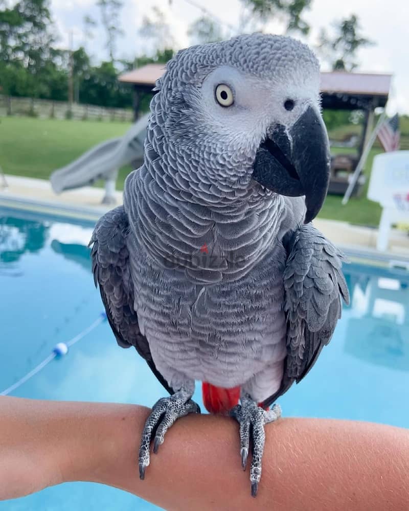 African grey parrot available. Whatsapp +97455796963 0