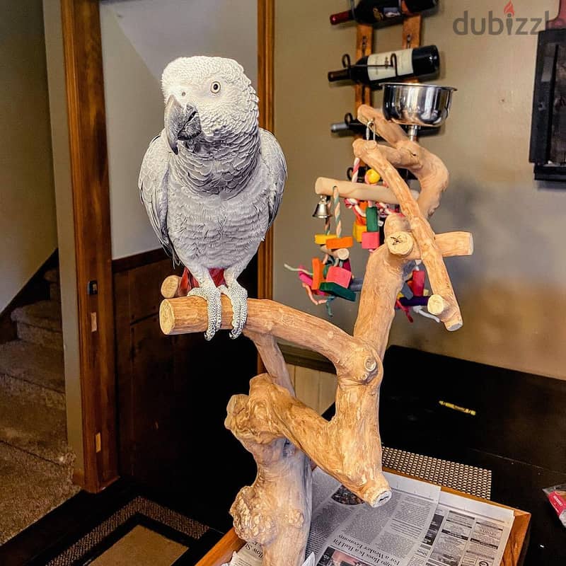 African grey parrot available. Whatsapp +97455796963 2