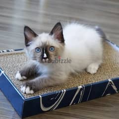 Ragdoll kitten. available. Whatsapp +97455796963 0