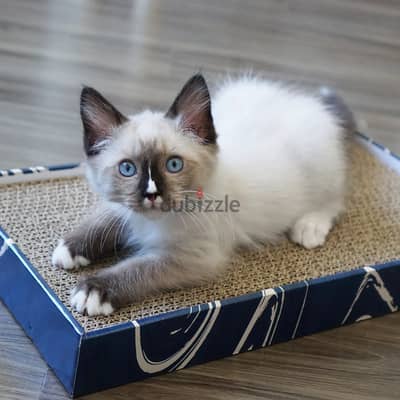 Ragdoll kitten. available. Whatsapp +97455796963