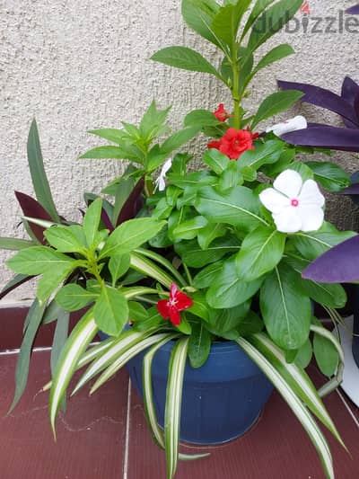 Mixed Pot of Plants for Sale