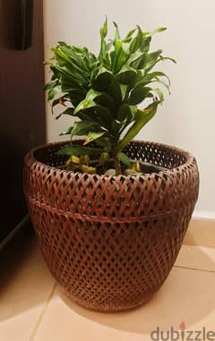 Dracena plant with rattan pot 0