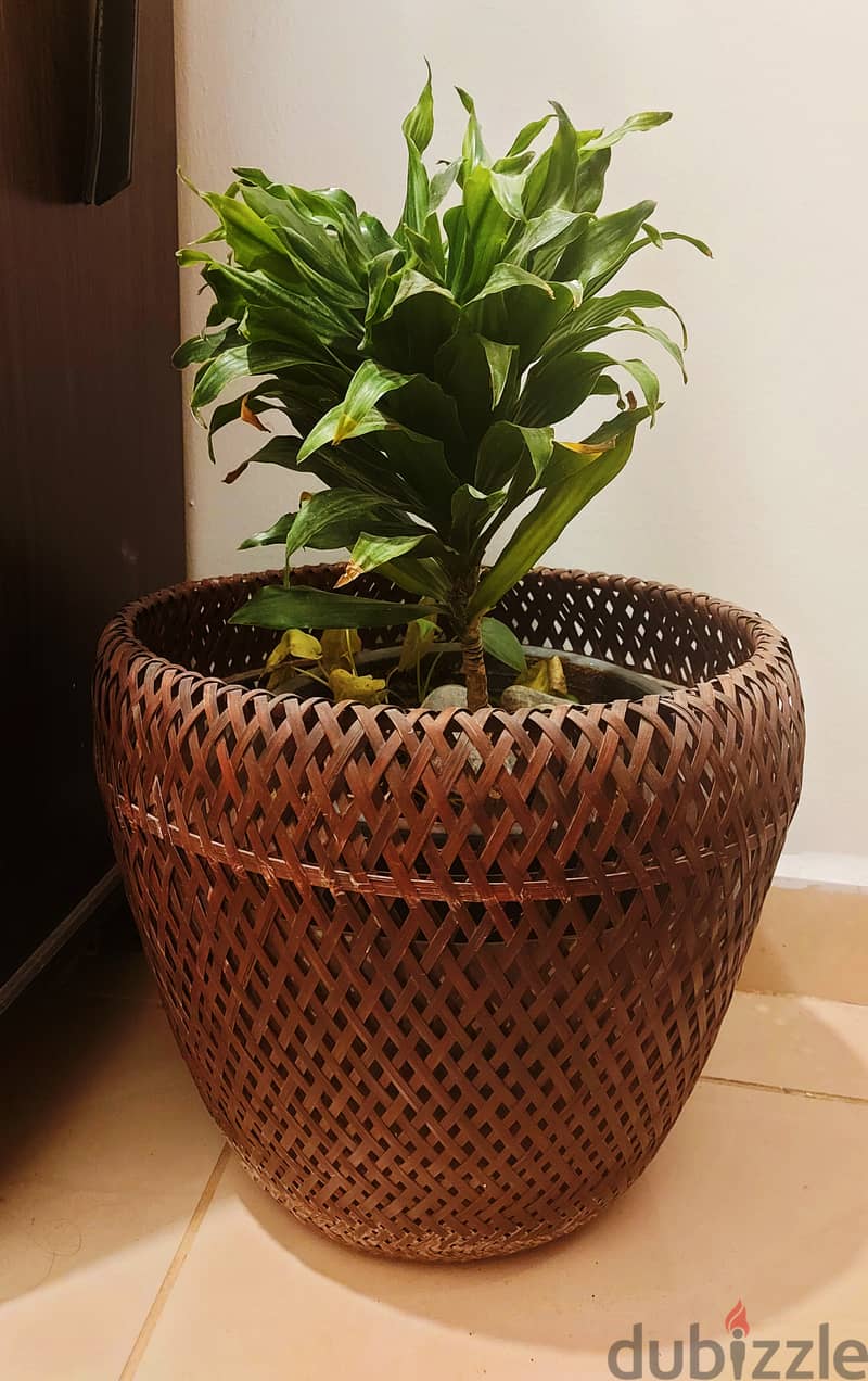 Dracena plant with rattan pot 0