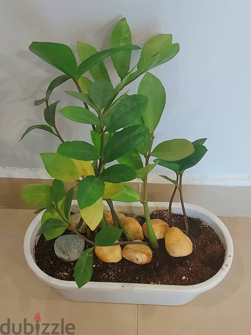 ZZ plant with pot 0