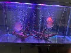 fish tank / aquarium 0