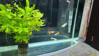 koi jaguar guppy fish 4piece for sale 0