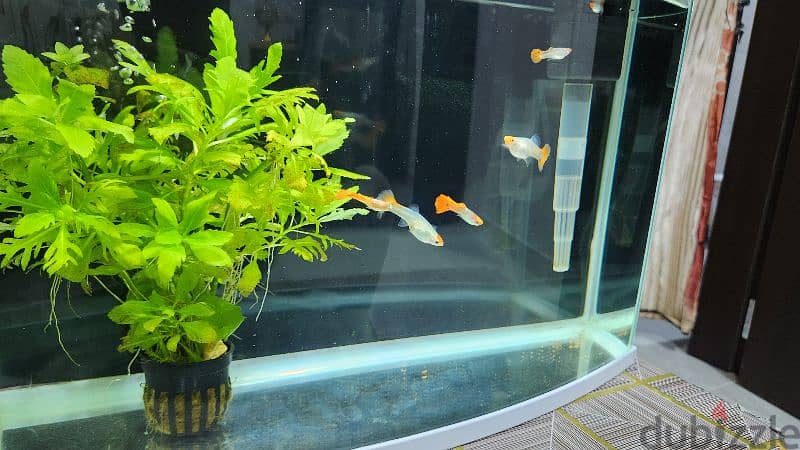 koi jaguar guppy fish 4piece for sale 1