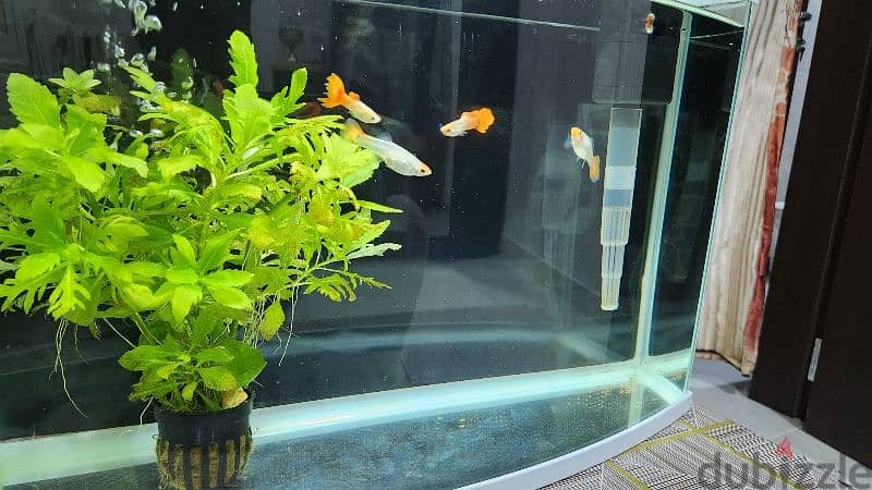 koi jaguar guppy fish 4piece for sale 2