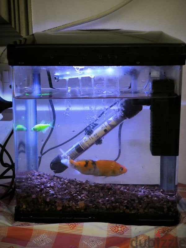 Aquarium for sale 1