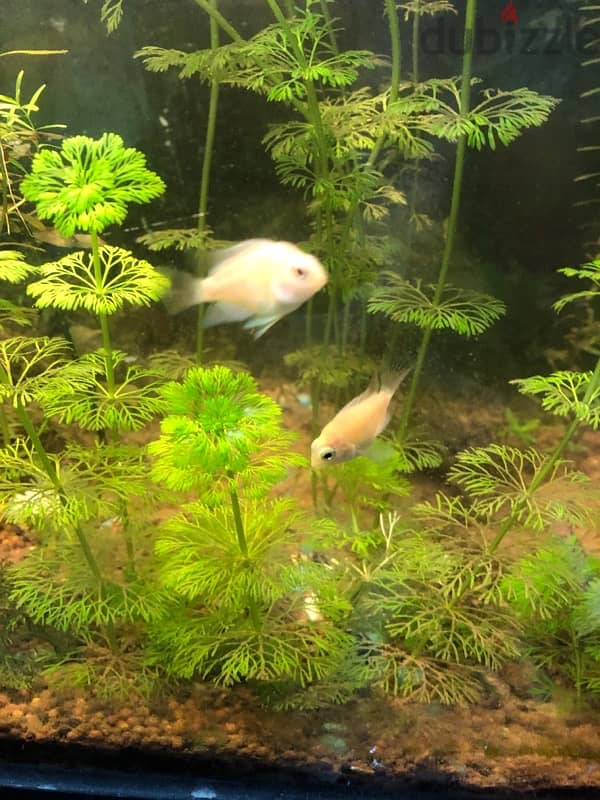 polar white parrot fish 0