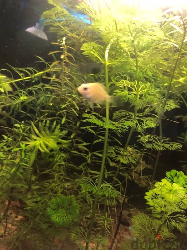 polar white parrot fish 2