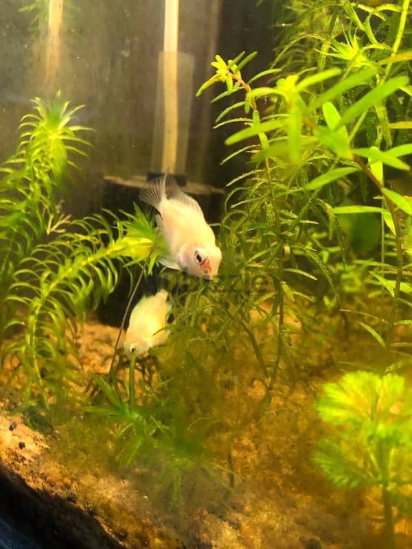 polar white parrot fish 3