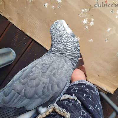 African grey parrot