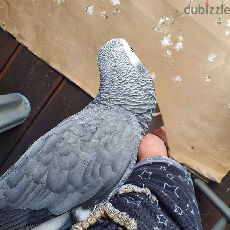 African grey parrot 0