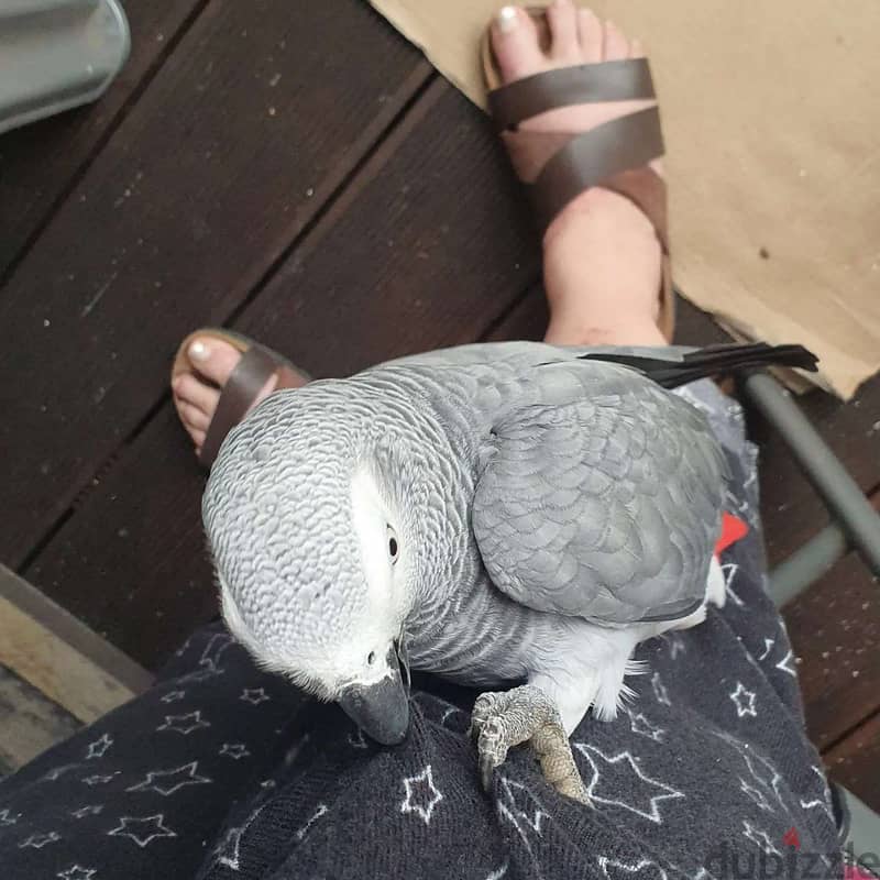 African grey parrot 1