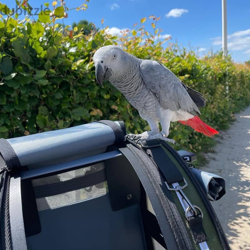 African grey parrot 5