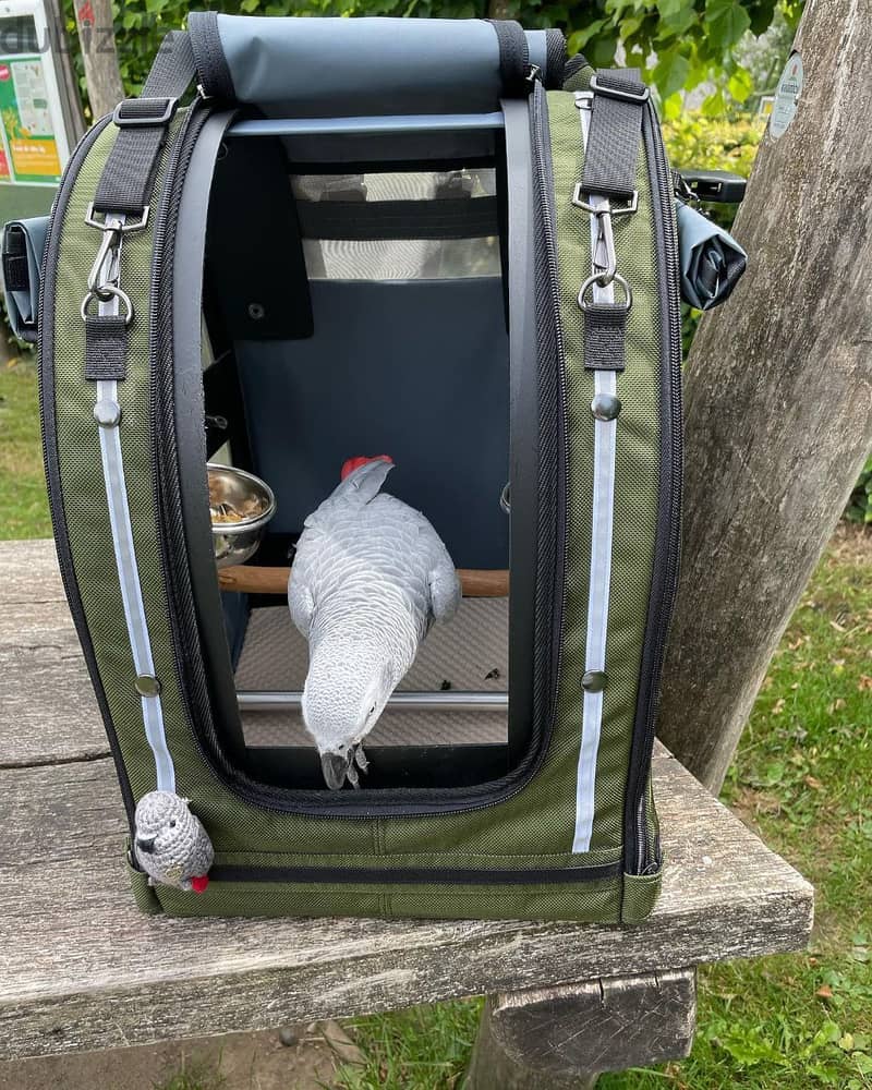 African grey parrot 8