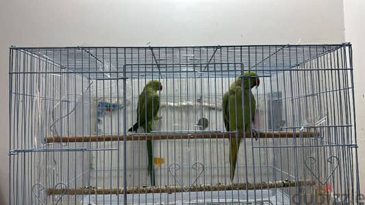 couple parrots