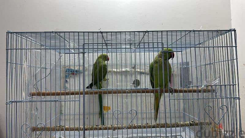 couple parrots 0