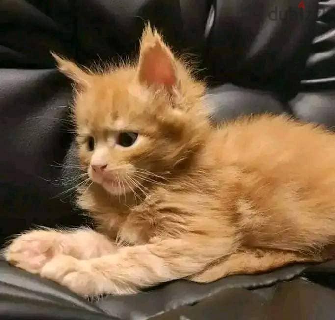 Meaincoon Cats available Whatsapp +16086760582 17