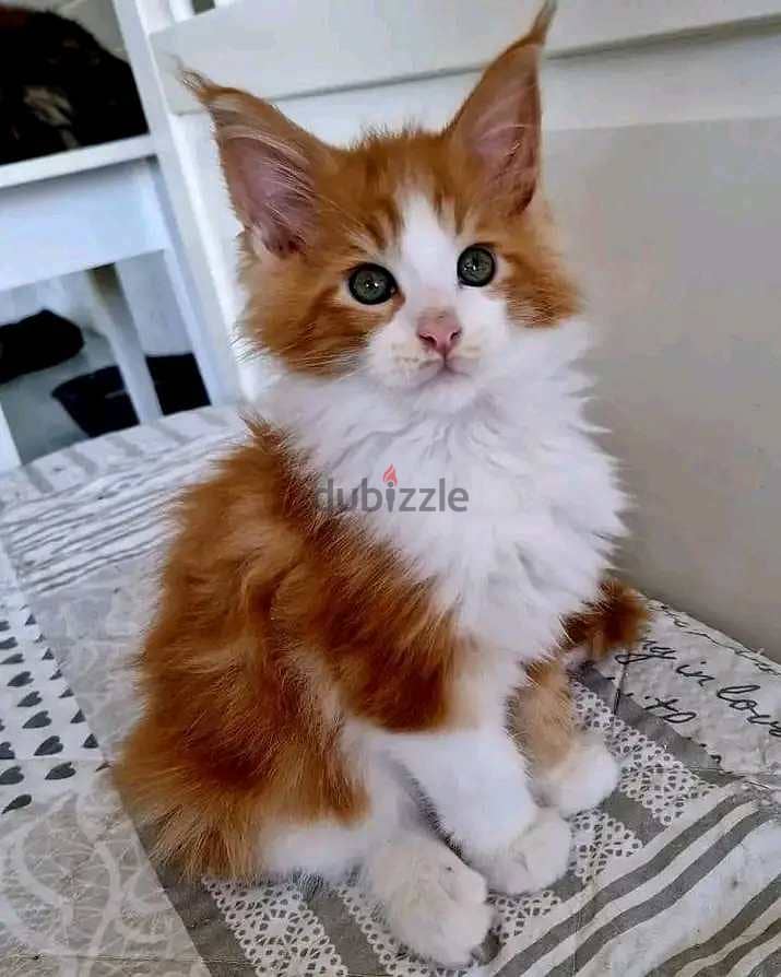 Meaincoon Cats available Whatsapp +16086760582 18