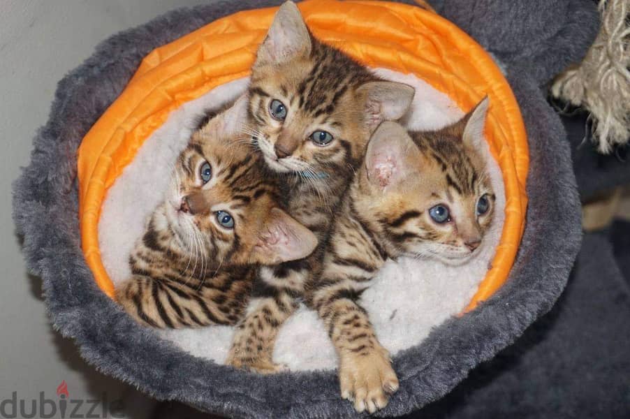 Beautiful bengal Kittens +16086760582 0