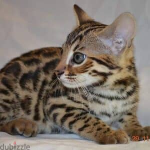 Beautiful bengal Kittens +16086760582 2