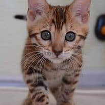 Beautiful bengal Kittens +16086760582 3