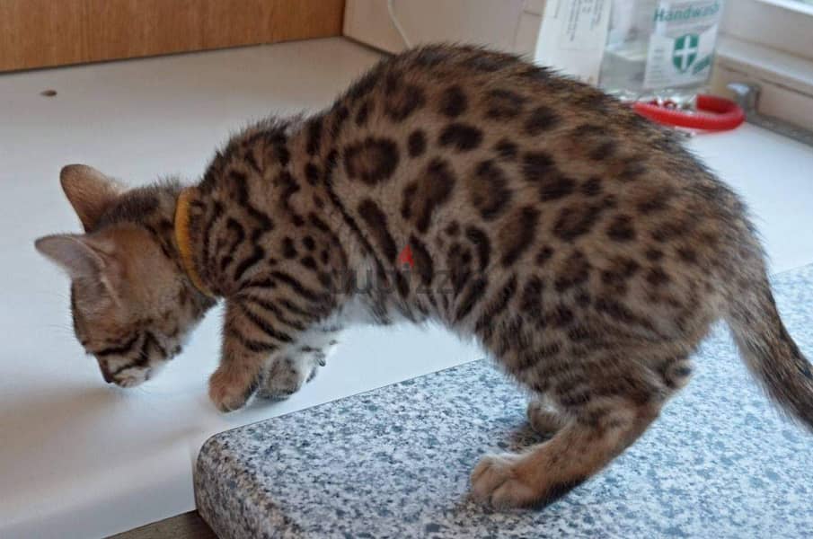 Beautiful bengal Kittens +16086760582 5