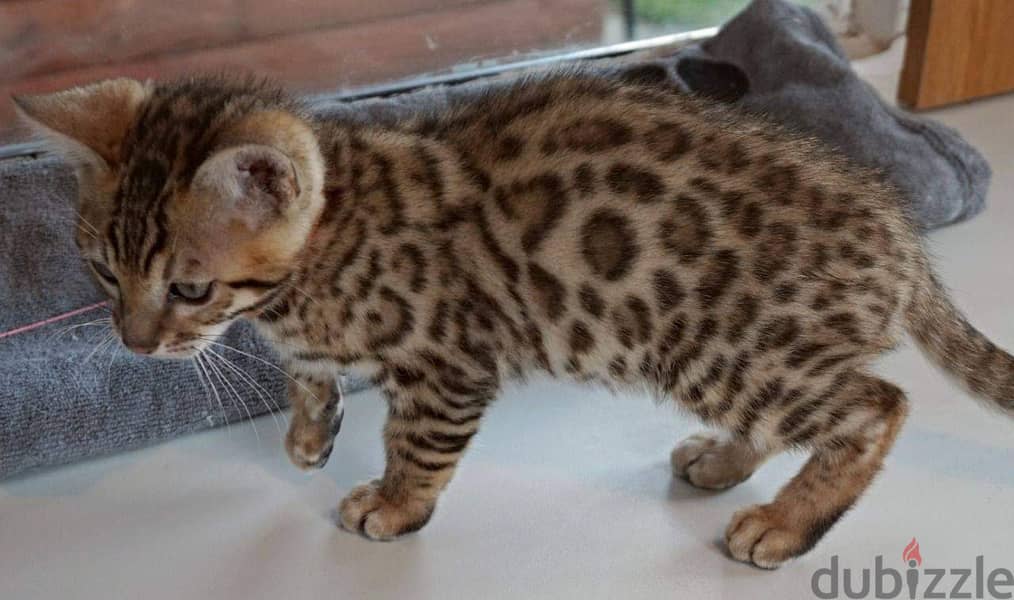 Beautiful bengal Kittens +16086760582 6