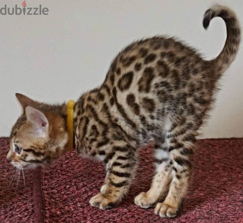 Beautiful bengal Kittens +16086760582 7