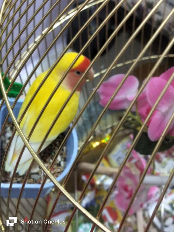 rosy faced parrot for sale 0