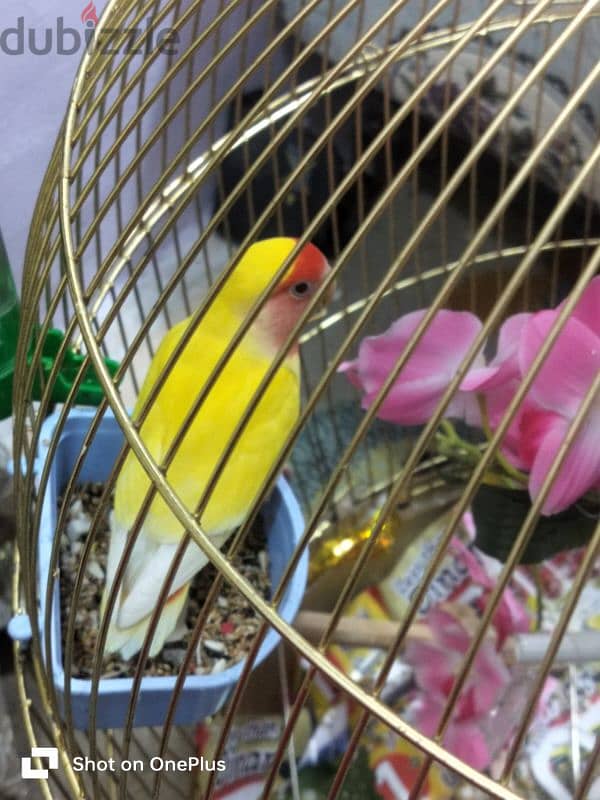 rosy faced parrot for sale 1