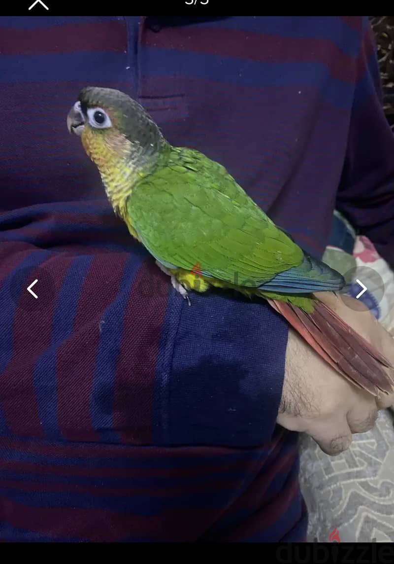 Conure baby birds 0