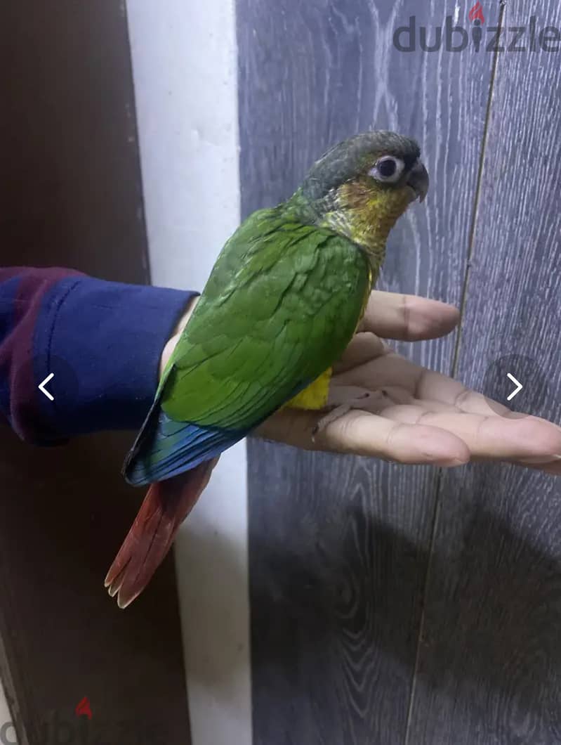 Conure baby birds 1