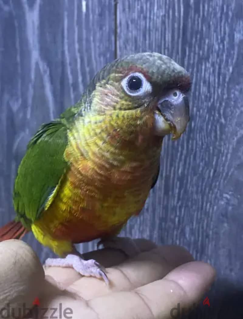 Conure baby birds 2