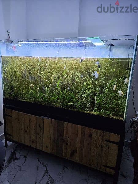 sale : Aquarium size 150x60x80 cm 0