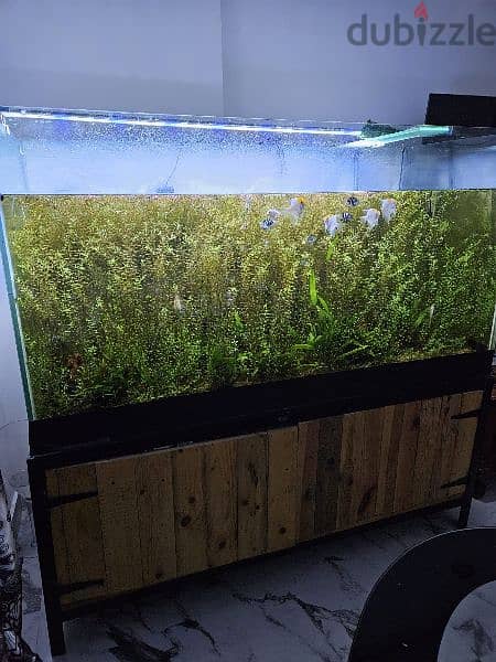 sale : Aquarium size 150x60x80 cm 2