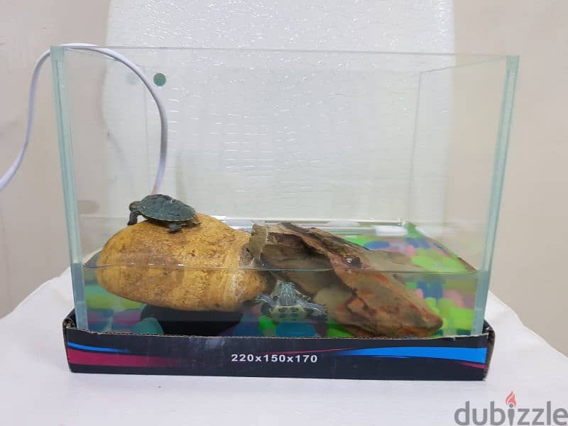 2 turtle for sale 2