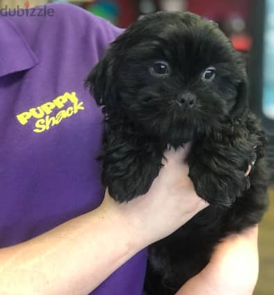 Breed: Maltese x Shih Tzu - (Malt Shih Tzu) puppies  Gender: Male & F 0