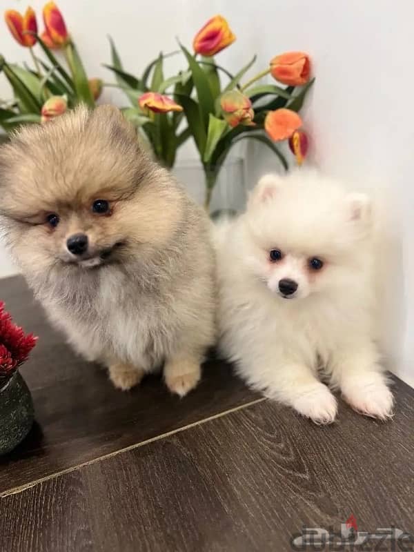 Male & Female Pomeranian puppy’s 0